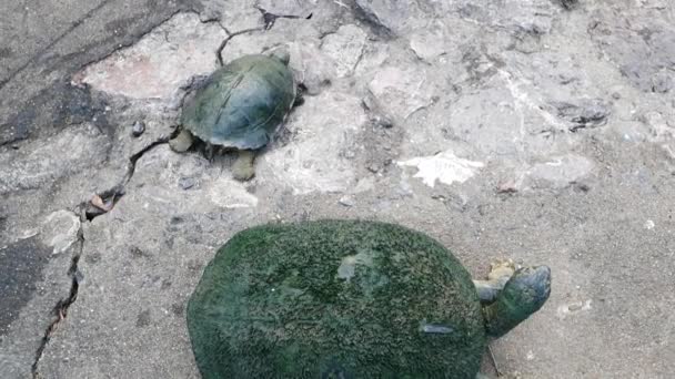 Süßwasserschildkröten Fischteichen — Stockvideo