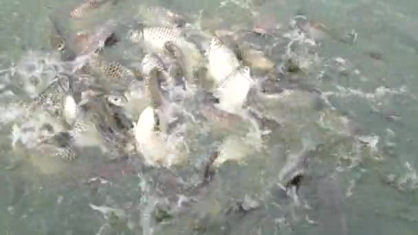 Pescado Estanque Comiendo Comida — Vídeos de Stock