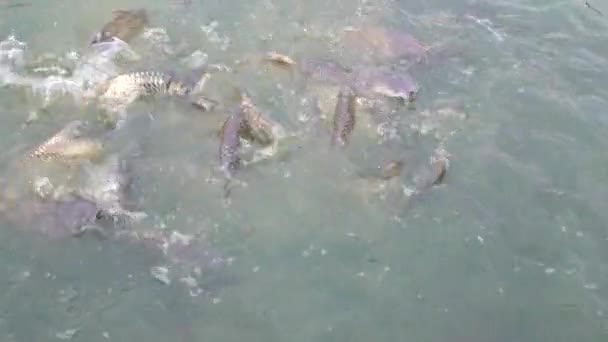 Poissons dans l'étang manger de la nourriture .