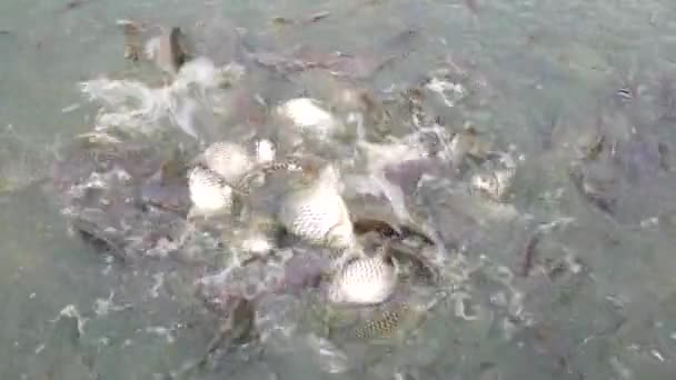 Poissons dans l'étang manger de la nourriture .