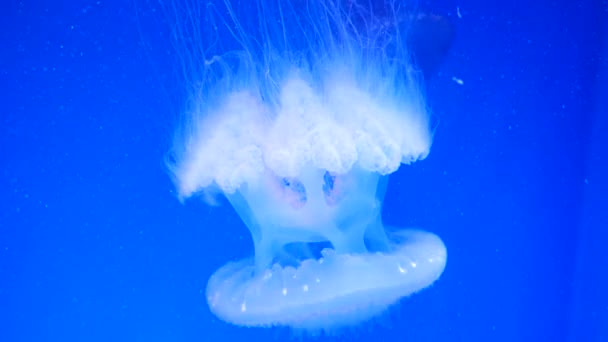 Jellyfish Close Medusa Tanque Peixe Com Luz Néon Medusa Coelenterato — Vídeo de Stock