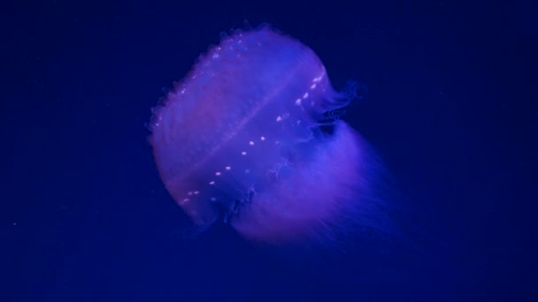 クローズ アップ ネオンの光で水槽にクラゲ クラゲは通常透明で エッジの周りの触手を刺すような鐘 またはソーサー形のゼリー状のボディを持つ自由遊泳性の海洋腔腸動物 — ストック動画