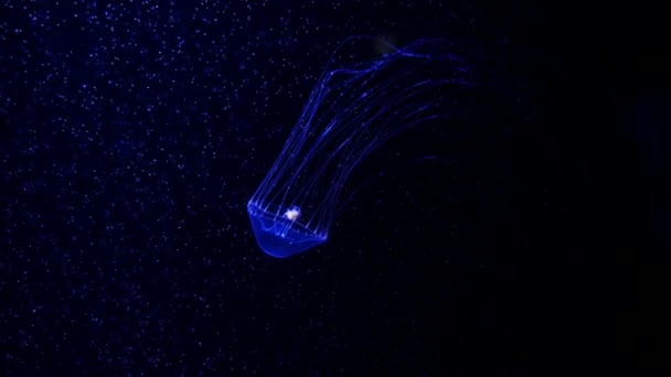 クローズ アップ ネオンの光で水槽にクラゲ クラゲは通常透明で エッジの周りの触手を刺すような鐘 またはソーサー形のゼリー状のボディを持つ自由遊泳性の海洋腔腸動物 — ストック動画