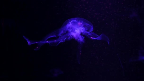 特写水母 水母在鱼缸与霓虹灯 水母是自由游泳的海洋腔肠动物与湿乎乎钟或飞碟形状的身体 通常是透明的 并有刺痛的触角周围的边缘 — 图库视频影像