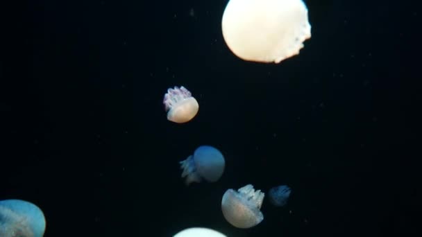 Jellyfish Primer Plano Medusa Pecera Con Luz Neón Las Medusas — Vídeos de Stock