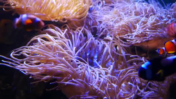 Bellissimo Fiore Mare Nel Mondo Sottomarino Con Coralli Pesci — Video Stock