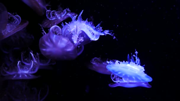 Meduza Rezervor Peşte Lumină Neon Meduzele Sunt Coelenterate Marine Înot — Videoclip de stoc