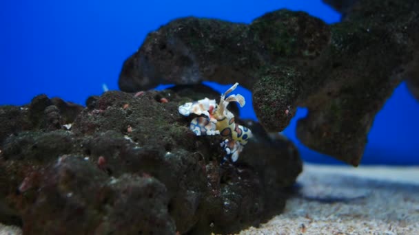 ハーレクイン エビとしてよく知られている Hymenocera ピクタは塩水エビ熱帯インド 太平洋の海のサンゴ礁で発見の種 — ストック動画