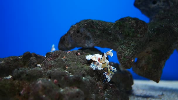 Imenocera Picta Comunemente Nota Come Gamberetto Arlecchino Una Specie Gamberetto — Video Stock