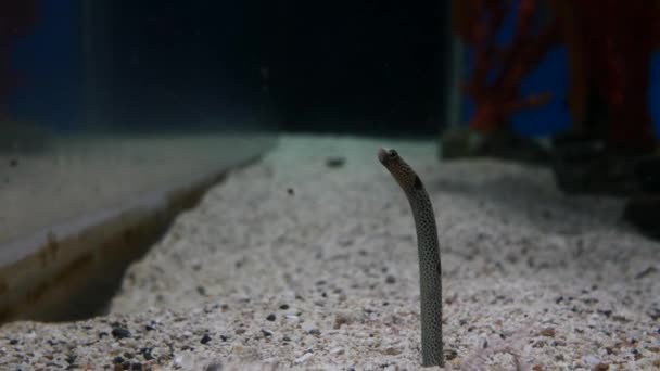 Gefleckter Gartenaal Heteroconger Hassi Der Aquarium Rauf Und Runter Geht — Stockvideo