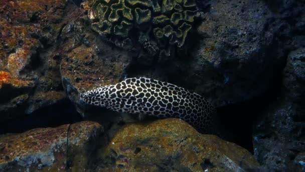 Spotted Garden Eel Heteroconger Hassi Going Dnd Aquarium — Stock Video