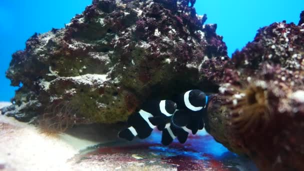 美丽的鱼在水族箱上装饰水生植物的背景 鱼缸里的五彩鱼 — 图库视频影像