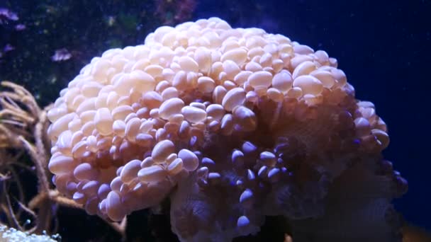 Belle Fleur Mer Dans Monde Sous Marin Avec Des Coraux — Video