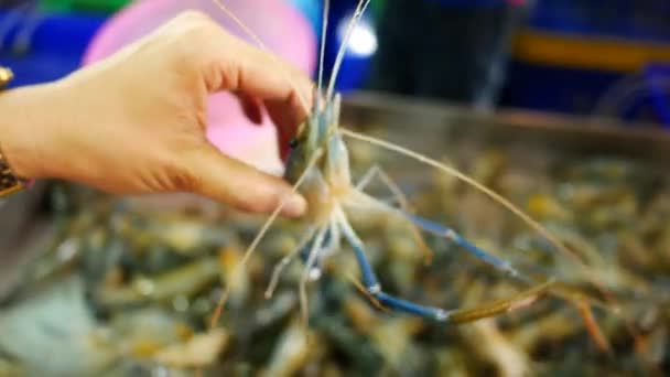 Sea Shrimp Market Seafood — Stock Video