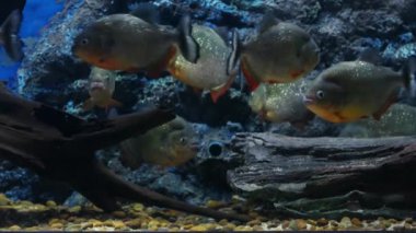 Güzel balık içinde belgili tanımlık akvaryum dekorasyon su üzerinde arka plan bitki. Fish tank renkli bir balık. Kırmızı pirana balığı.