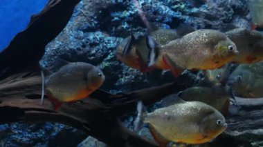 Güzel balık içinde belgili tanımlık akvaryum dekorasyon su üzerinde arka plan bitki. Fish tank renkli bir balık. Kırmızı pirana balığı.