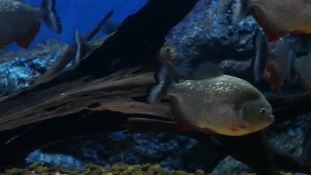 美丽的鱼在水族箱上装饰水生植物的背景 鱼缸里的五颜六色的鱼 红人鱼鱼 — 图库视频影像