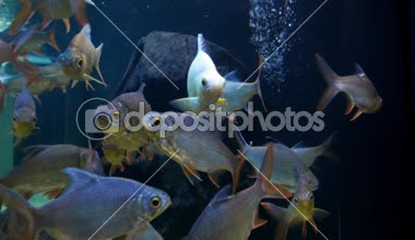 Güzel balık içinde belgili tanımlık akvaryum dekorasyon su üzerinde arka plan bitki. Fish tank renkli bir balık. Kırmızı pirana balığı.
