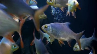 Güzel balık içinde belgili tanımlık akvaryum dekorasyon su üzerinde arka plan bitki. Fish tank renkli bir balık. Kırmızı pirana balığı.