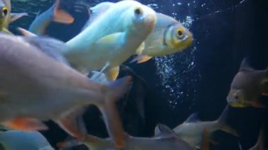 Güzel balık içinde belgili tanımlık akvaryum dekorasyon su üzerinde arka plan bitki. Fish tank renkli bir balık. Kırmızı pirana balığı.
