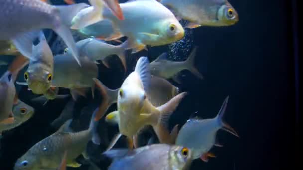 水生の装飾に水族館の美しい魚の植物の背景 魚の水槽にカラフルな魚 レッド ピラニア魚 — ストック動画