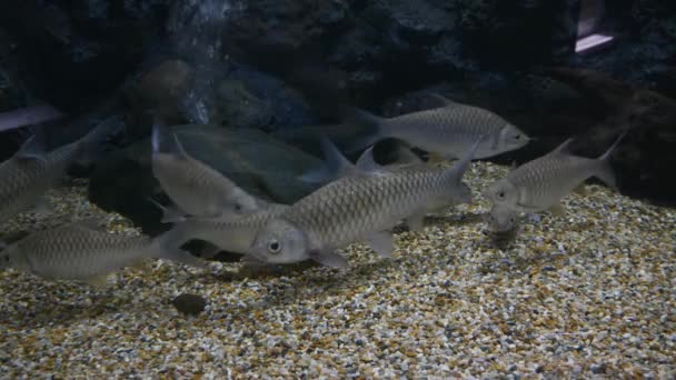 Mooie Vissen Het Aquarium Aan Decoratie Van Aquatische Planten Achtergrond — Stockvideo