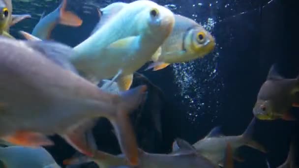 水生の装飾に水族館の美しい魚の植物の背景 魚の水槽にカラフルな魚 レッド ピラニア魚 — ストック動画