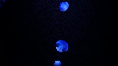 Yakın çekim denizanası, Medusa fish tank neon ışık ile. Denizanası genellikle saydamdır ve tentacles kenarına etrafında batma jellylike bell - veya daire biçimli bir vücut ile free-swimming deniz coelenterate olduğunu.