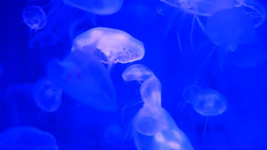 Yakın çekim denizanası, Medusa fish tank neon ışık ile. Denizanası genellikle saydamdır ve tentacles kenarına etrafında batma jellylike bell - veya daire biçimli bir vücut ile free-swimming deniz coelenterate olduğunu.