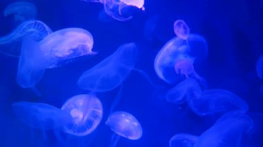 Yakın çekim denizanası, Medusa fish tank neon ışık ile. Denizanası genellikle saydamdır ve tentacles kenarına etrafında batma jellylike bell - veya daire biçimli bir vücut ile free-swimming deniz coelenterate olduğunu.