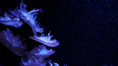 Yakın çekim denizanası, Medusa fish tank neon ışık ile. Denizanası genellikle saydamdır ve tentacles kenarına etrafında batma jellylike bell - veya daire biçimli bir vücut ile free-swimming deniz coelenterate olduğunu.