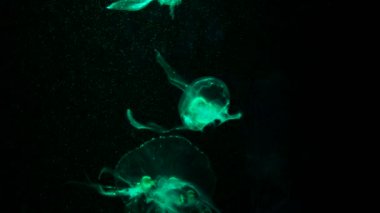 Yakın çekim denizanası, Medusa fish tank neon ışık ile. Denizanası genellikle saydamdır ve tentacles kenarına etrafında batma jellylike bell - veya daire biçimli bir vücut ile free-swimming deniz coelenterate olduğunu.