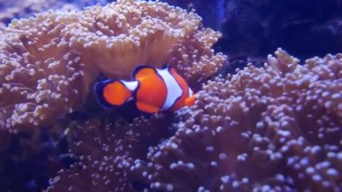 Balık ve mercan ile sualtı dünyasında güzel deniz çiçek.