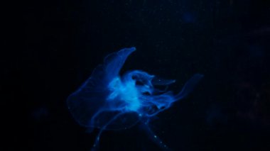 Yakın çekim denizanası, Medusa fish tank neon ışık ile. Denizanası genellikle saydamdır ve tentacles kenarına etrafında batma jellylike bell - veya daire biçimli bir vücut ile free-swimming deniz coelenterate olduğunu.
