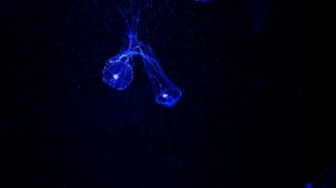 Yakın çekim denizanası, Medusa fish tank neon ışık ile. Denizanası genellikle saydamdır ve tentacles kenarına etrafında batma jellylike bell - veya daire biçimli bir vücut ile free-swimming deniz coelenterate olduğunu.