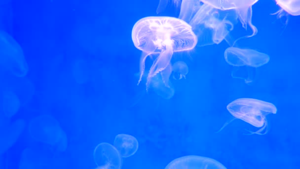 Jellyfish Primer Plano Medusa Pecera Con Luz Neón Las Medusas — Vídeos de Stock