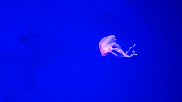 Jellyfish Primer Plano Medusa Pecera Con Luz Neón Las Medusas — Vídeo de stock