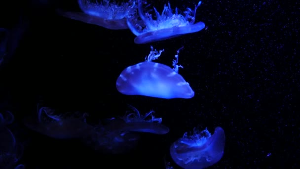 Nahaufnahme Quallen Medusa Fischbecken Mit Neonlicht Quallen Sind Frei Schwimmende — Stockvideo