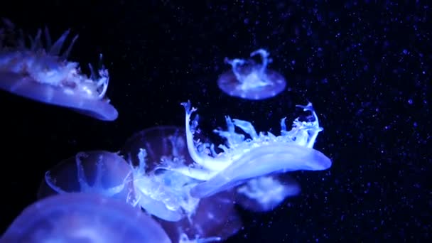 特写水母 水母在鱼缸与霓虹灯 水母是自由游泳的海洋腔肠动物与湿乎乎钟或飞碟形状的身体 通常是透明的 并有刺痛的触角周围的边缘 — 图库视频影像