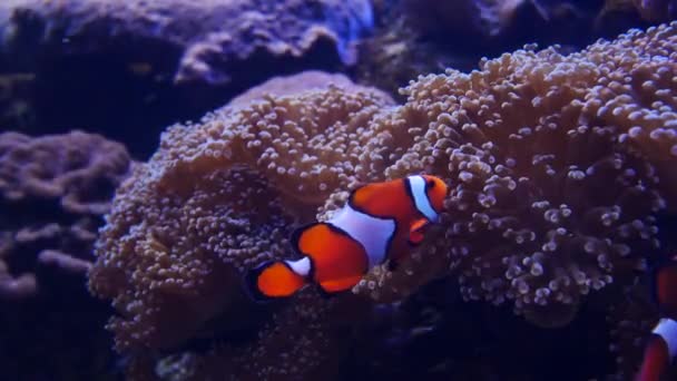 Beautiful Sea Flower Underwater World Corals Fish — Stock Video