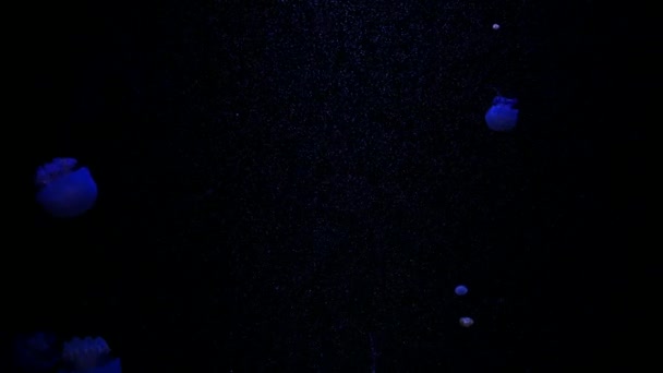 Медуза Крупным Планом Медуза Аквариуме Неоновым Светом Медузы Свободно Плавающие — стоковое видео