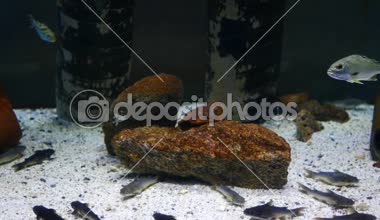 Güzel balık içinde belgili tanımlık akvaryum dekorasyon su üzerinde arka plan bitki. Fish tank renkli bir balık. Kırmızı pirana balığı.