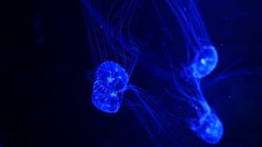 Yakın çekim denizanası, Medusa fish tank neon ışık ile. Denizanası genellikle saydamdır ve tentacles kenarına etrafında batma jellylike bell - veya daire biçimli bir vücut ile free-swimming deniz coelenterate olduğunu.