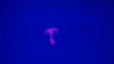 Yakın çekim denizanası, Medusa fish tank neon ışık ile. Denizanası genellikle saydamdır ve tentacles kenarına etrafında batma jellylike bell - veya daire biçimli bir vücut ile free-swimming deniz coelenterate olduğunu.