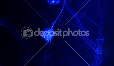 Yakın çekim denizanası, Medusa fish tank neon ışık ile. Denizanası genellikle saydamdır ve tentacles kenarına etrafında batma jellylike bell - veya daire biçimli bir vücut ile free-swimming deniz coelenterate olduğunu.