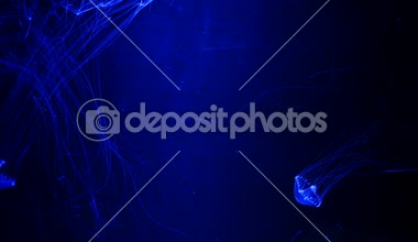 Yakın çekim denizanası, Medusa fish tank neon ışık ile. Denizanası genellikle saydamdır ve tentacles kenarına etrafında batma jellylike bell - veya daire biçimli bir vücut ile free-swimming deniz coelenterate olduğunu.