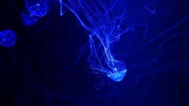 Yakın çekim denizanası, Medusa fish tank neon ışık ile. Denizanası genellikle saydamdır ve tentacles kenarına etrafında batma jellylike bell - veya daire biçimli bir vücut ile free-swimming deniz coelenterate olduğunu.