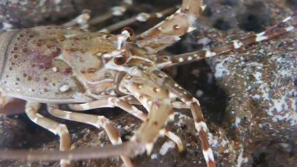 Красивые Креветки Аквариуме Фоне Водных Растений — стоковое видео