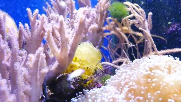 Belle Fleur Mer Dans Monde Sous Marin Avec Des Coraux — Video