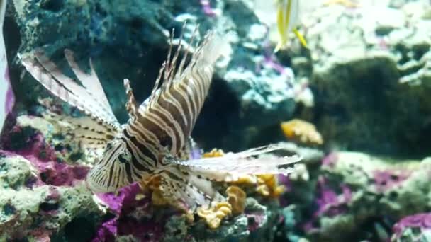 Красиво Риби Акваріумі Оформлення Водні Рослини Фону Різнокольорових Риб Акваріум — стокове відео